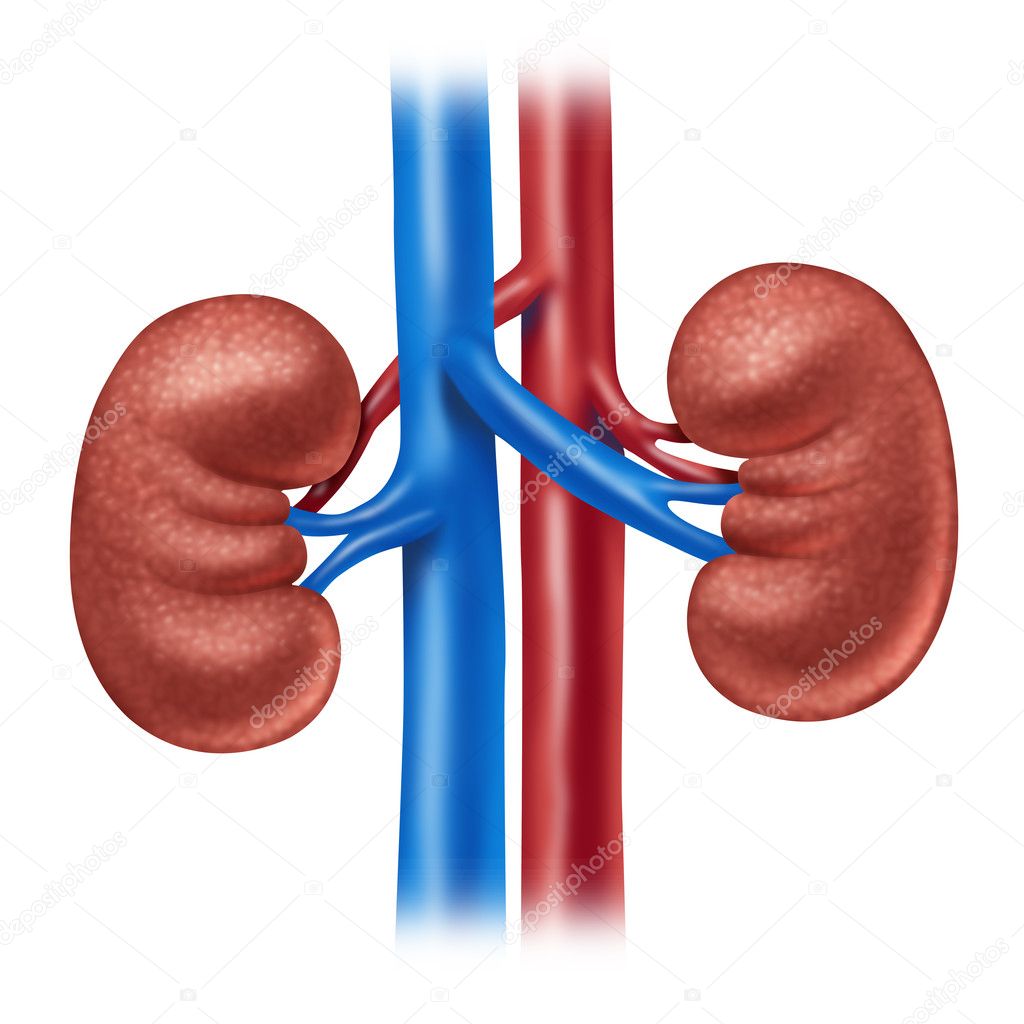 kidney